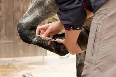 Vet injecting into horses leg